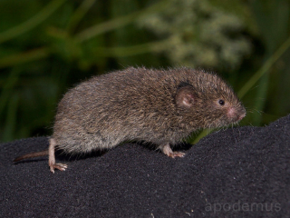 Illyrische Kurzohrmaus