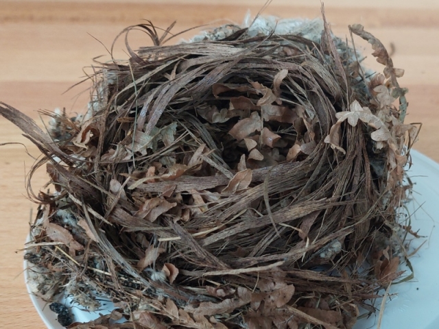 Baumschläfer Gras-Farn-Nest