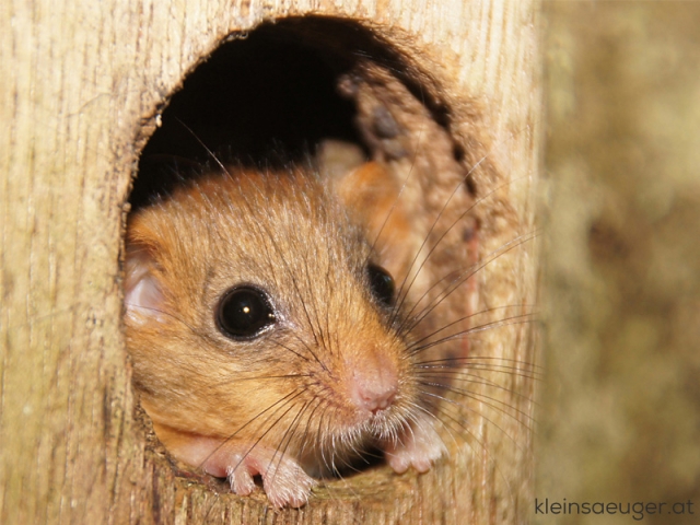 Haselmaus Muscardinus Avellanarius Kleinsaeuger at